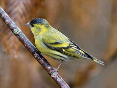 Eurasian Siskin