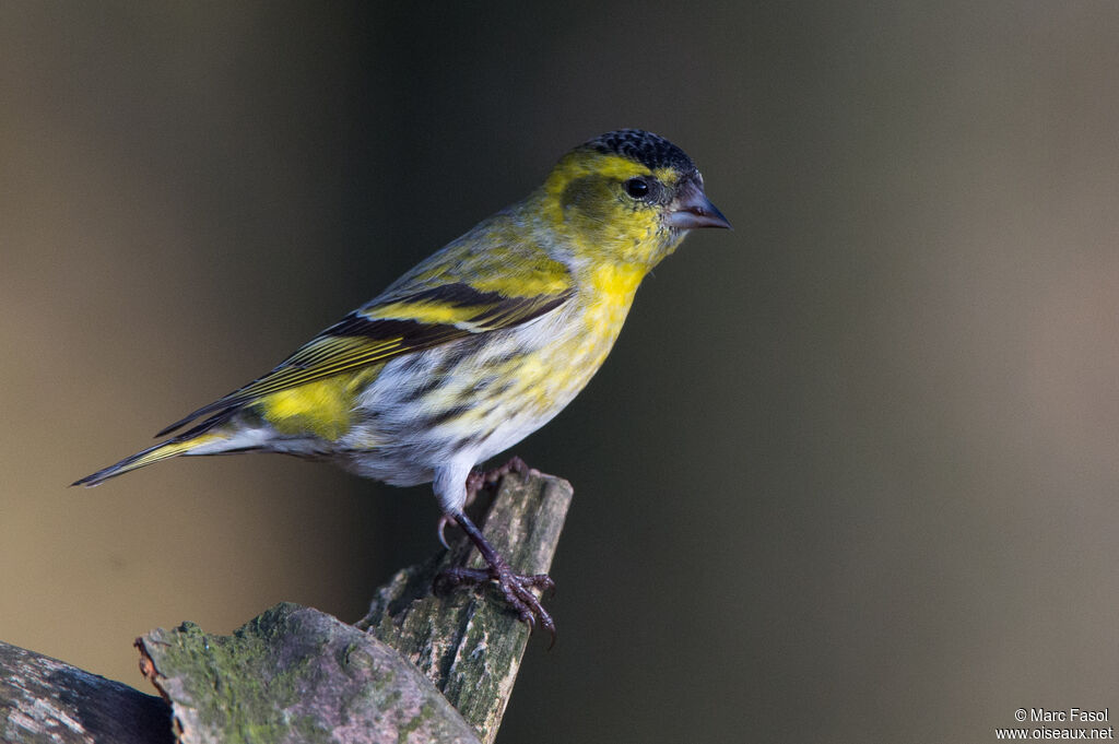 Tarin des aulnes mâle adulte, identification