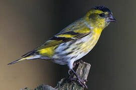 Eurasian Siskin