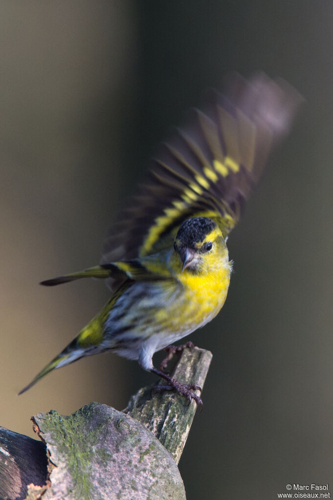 Eurasian Siskin male adult, identification