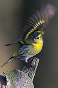 Eurasian Siskin