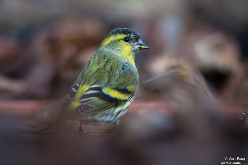 Eurasian Siskin male, identification, drinks