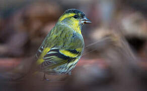 Eurasian Siskin