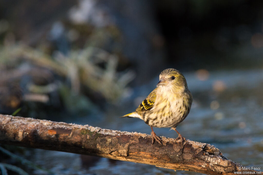 Eurasian Siskin female immature, identification