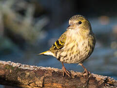 Eurasian Siskin