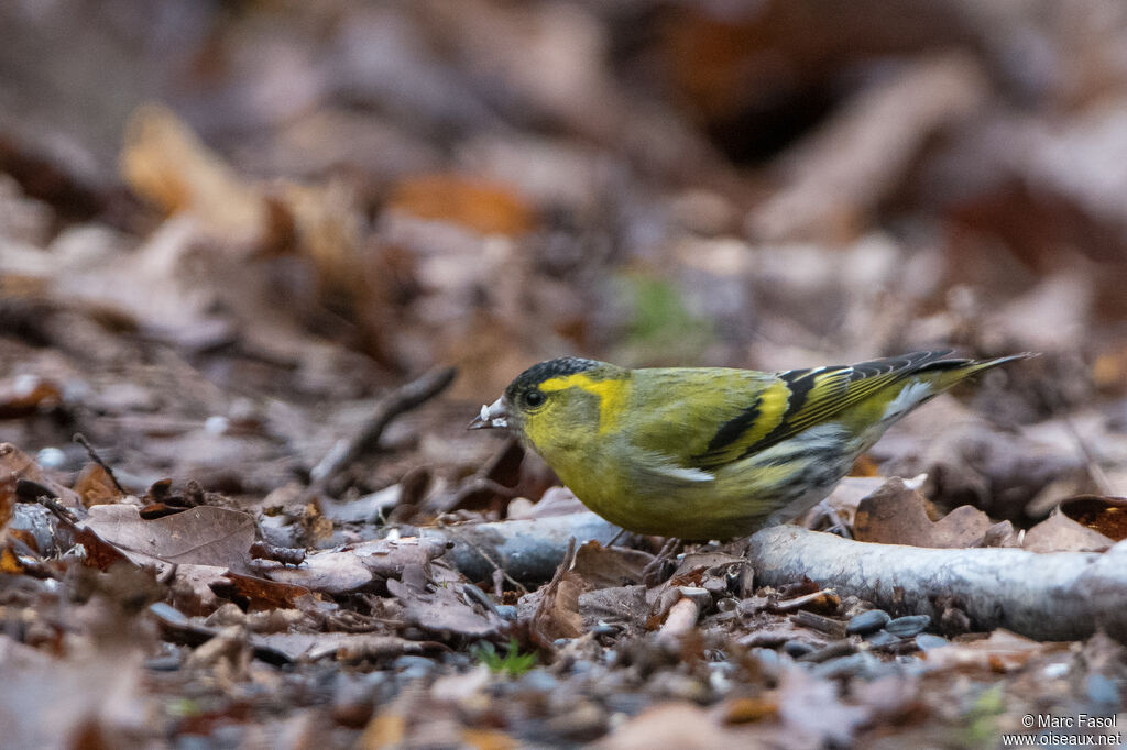 Tarin des aulnes mâle adulte, identification