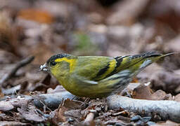 Eurasian Siskin