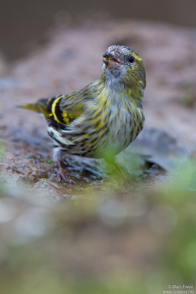 Tarin des aulnes femelle adulte, identification