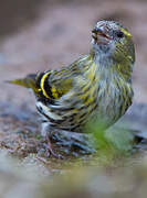 Eurasian Siskin