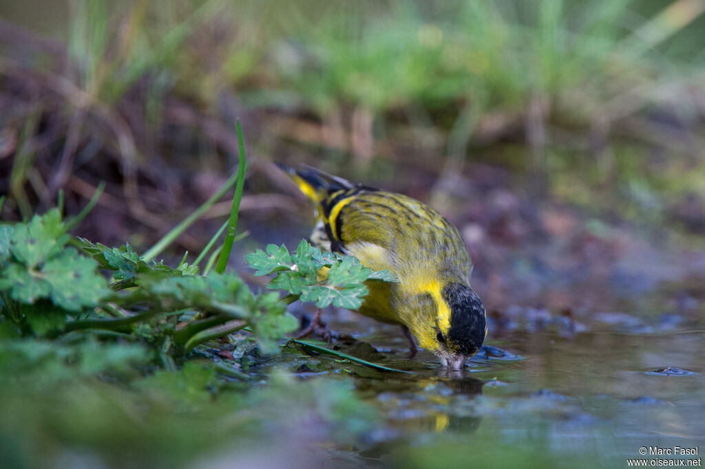 Eurasian Siskin male adult breeding, identification, drinks