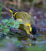 Eurasian Siskin