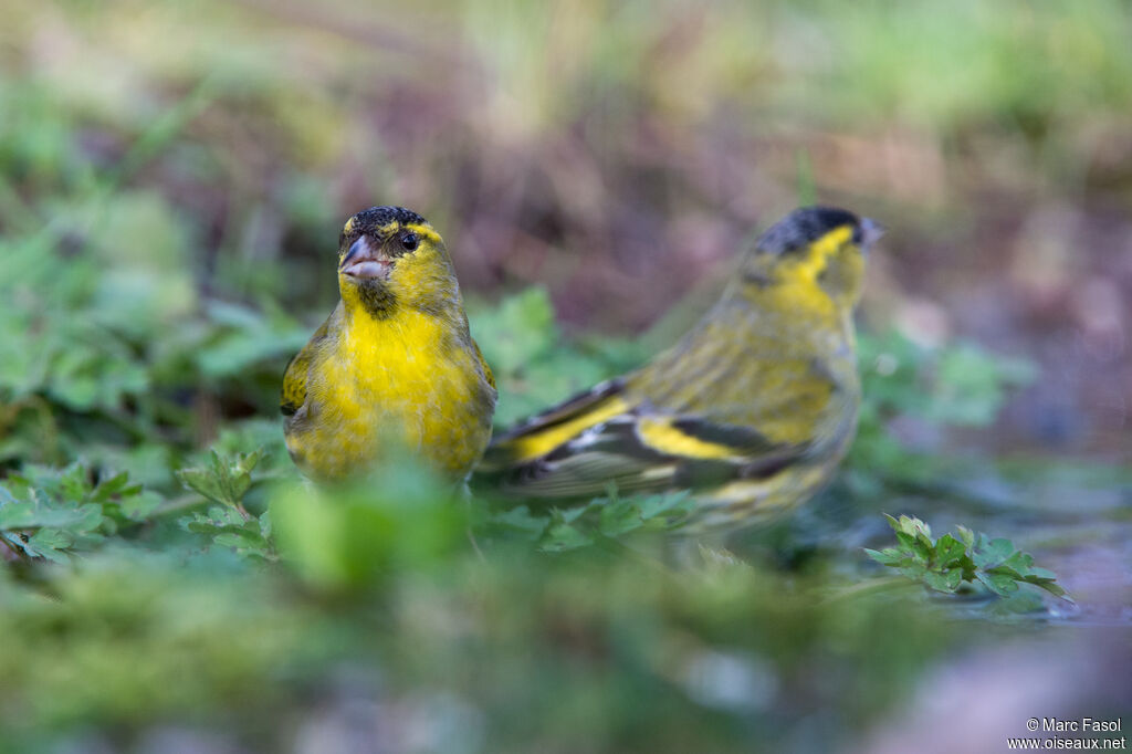 Eurasian Siskinadult breeding, drinks