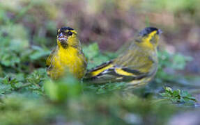 Eurasian Siskin