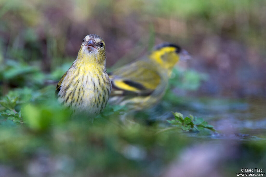 Eurasian Siskinadult breeding, drinks