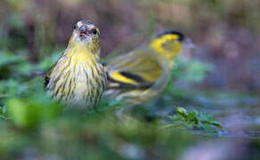 Eurasian Siskin