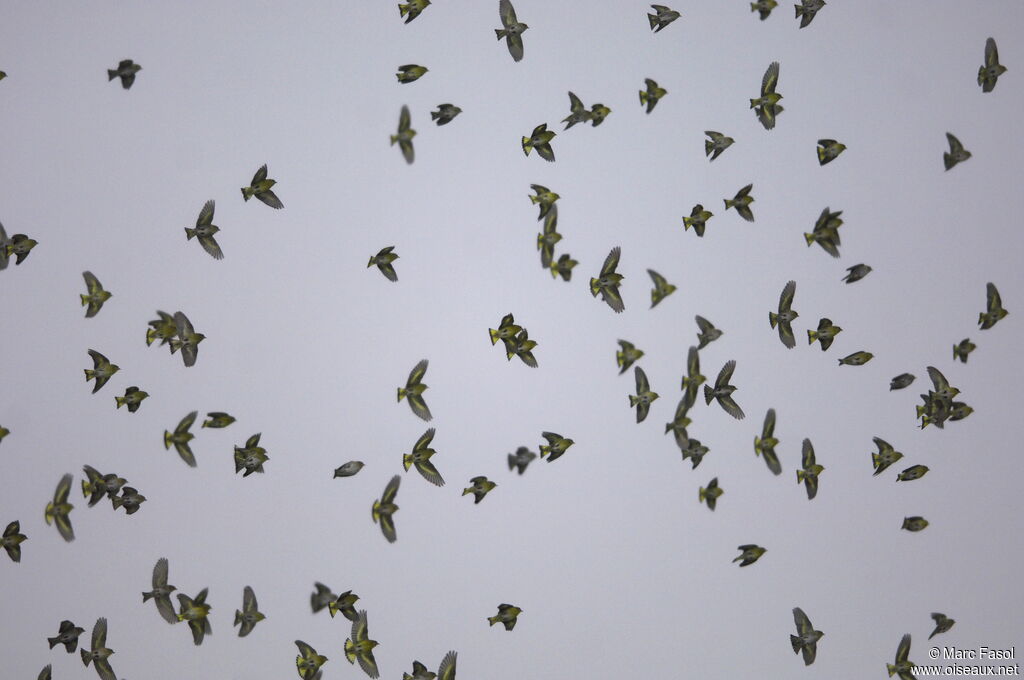 Eurasian Siskin, Flight, feeding habits, Behaviour