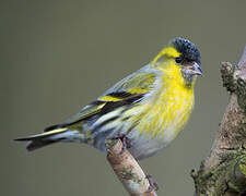 Eurasian Siskin