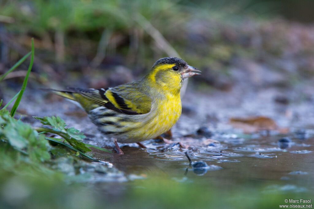 Eurasian Siskin male adult, identification, drinks