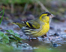 Eurasian Siskin