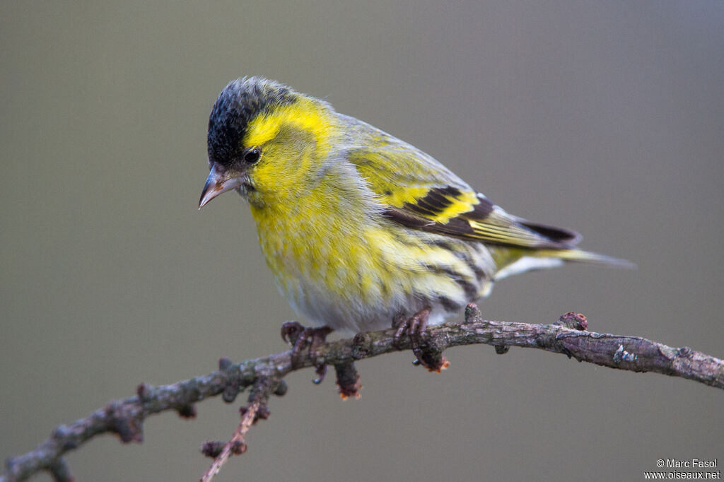 Eurasian Siskin male adult breeding, identification