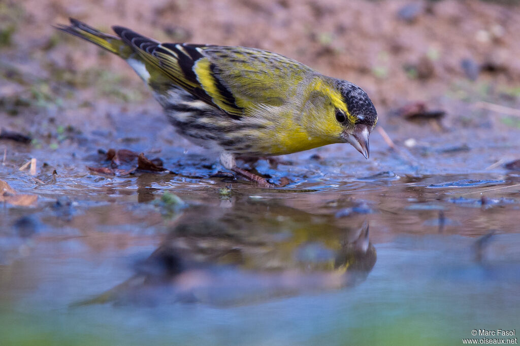 Eurasian Siskin male immature, identification, drinks