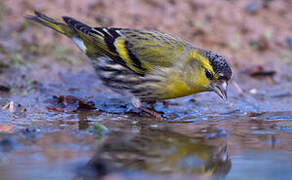 Eurasian Siskin