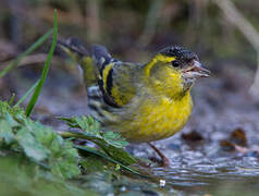 Eurasian Siskin