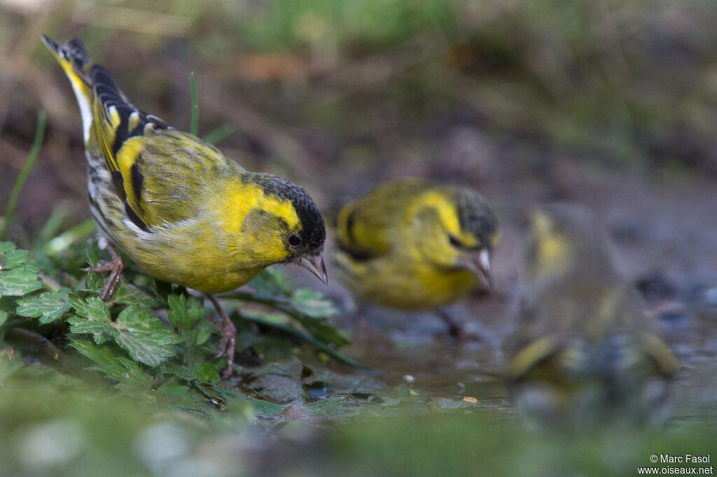 Eurasian Siskin