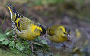 Eurasian Siskin