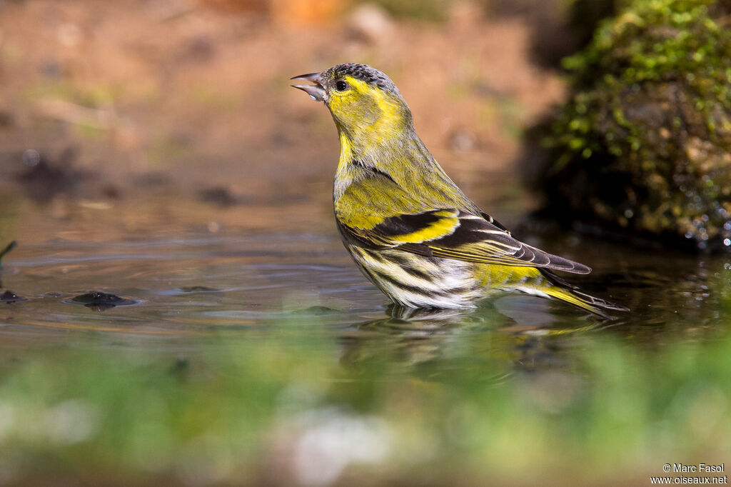 Eurasian Siskin male adult breeding, identification, drinks