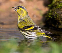 Eurasian Siskin