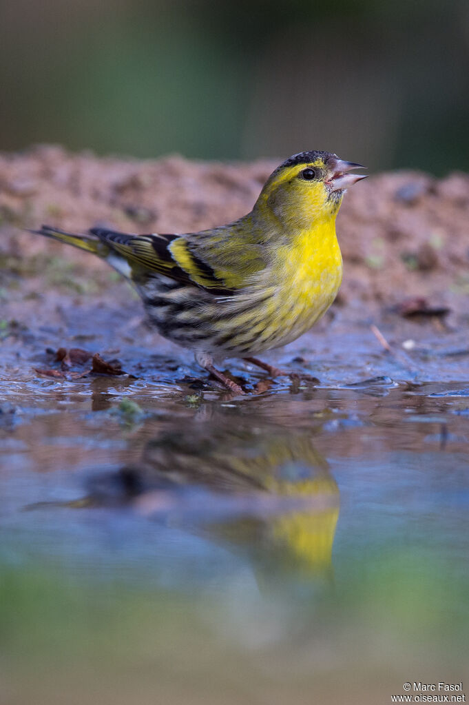 Eurasian Siskin male adult, drinks