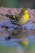 Eurasian Siskin