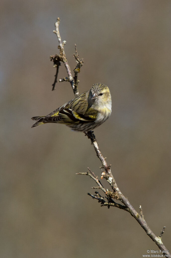 Eurasian Siskin female adult, identification