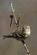 Eurasian Siskin