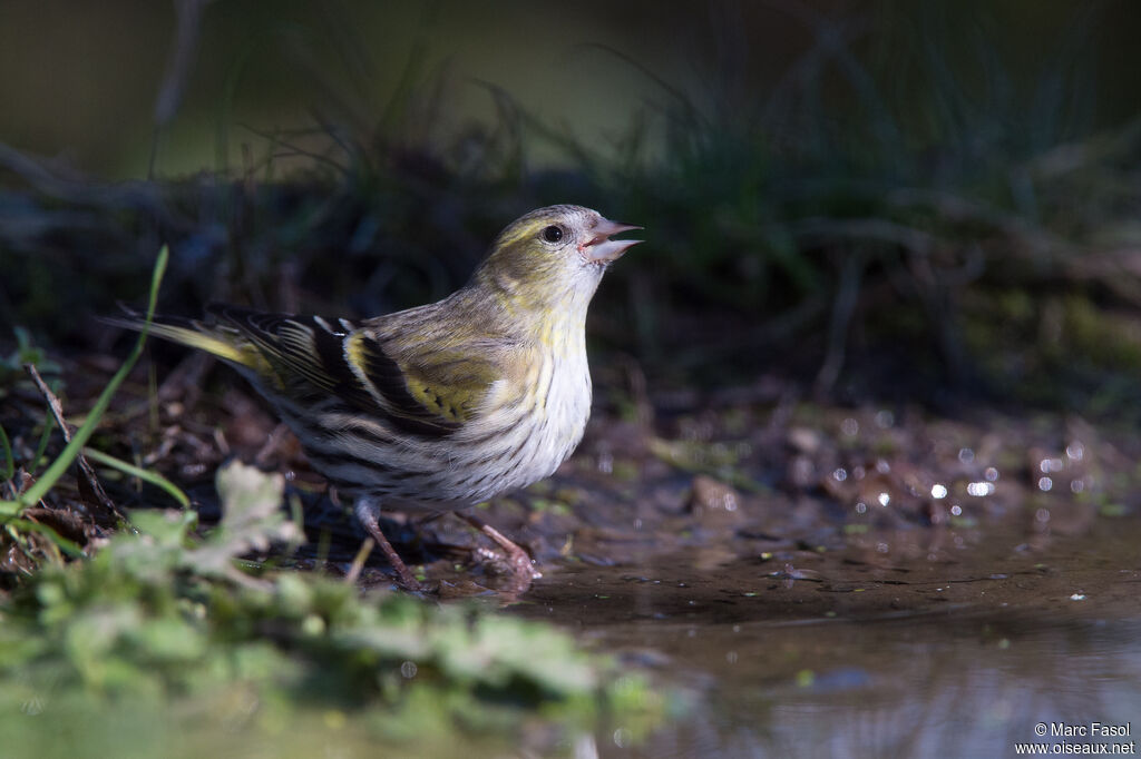 Eurasian Siskin female adult, identification, drinks