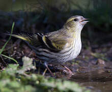 Eurasian Siskin