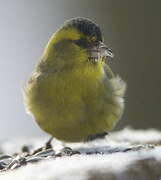 Eurasian Siskin