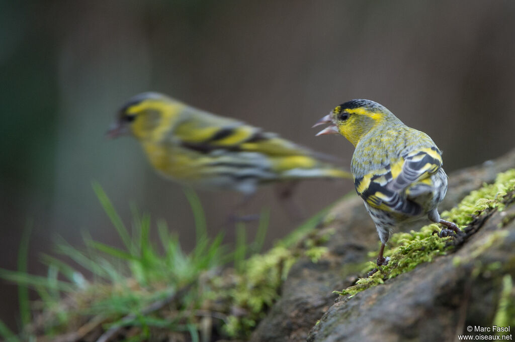 Eurasian Siskin male adult