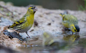 Eurasian Siskin