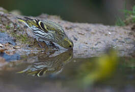 Eurasian Siskin