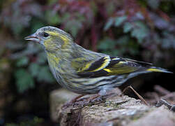 Eurasian Siskin