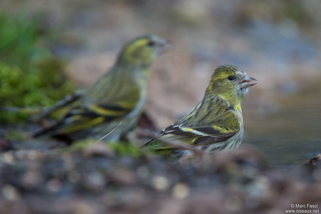 Eurasian Siskin