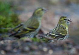 Eurasian Siskin