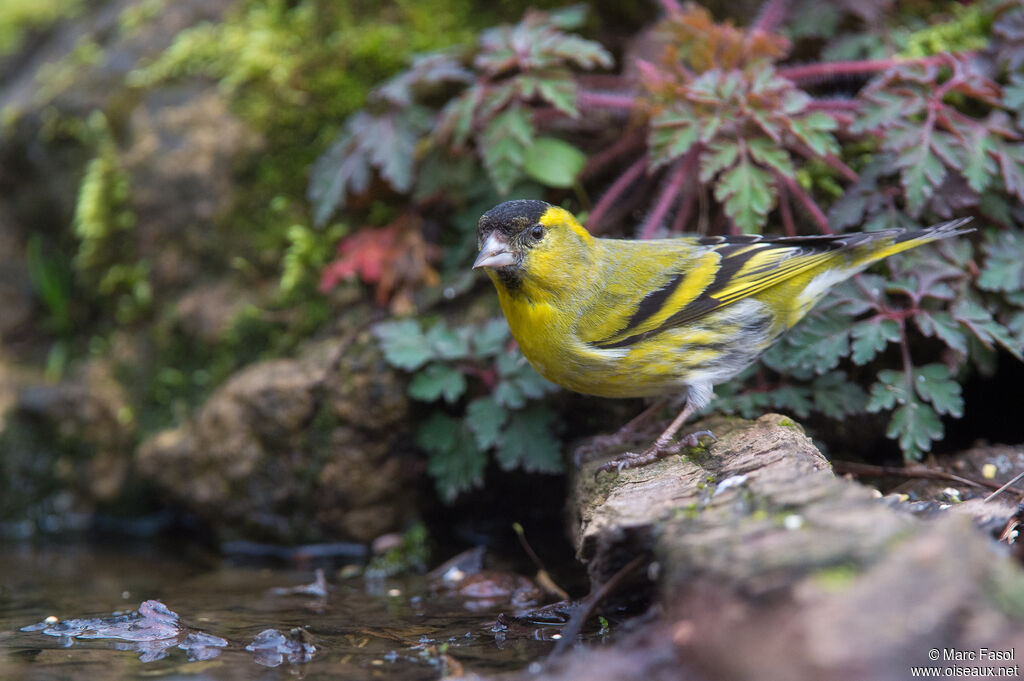 Eurasian Siskin male adult breeding, identification, drinks