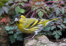 Eurasian Siskin