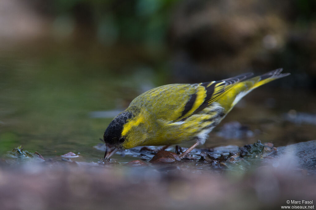 Eurasian Siskin male adult breeding, identification