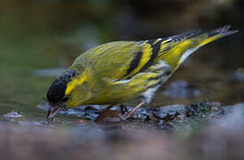 Eurasian Siskin