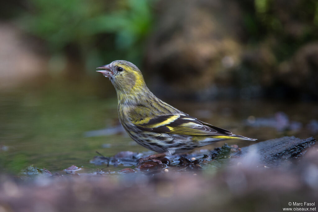 Eurasian Siskin female adult breeding, drinks