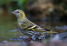 Eurasian Siskin